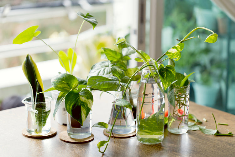 Indoor Home Decor and Garden