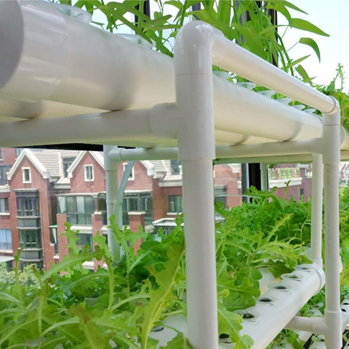 Hydroponic Growing Kit