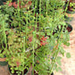 45cm/60cm Climbing Vine Plant Trellis view on live plants