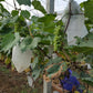 50 Pc. Vegetable/Fruit Protection Bags