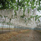 50 Pc. Vegetable/Fruit Protection Bags