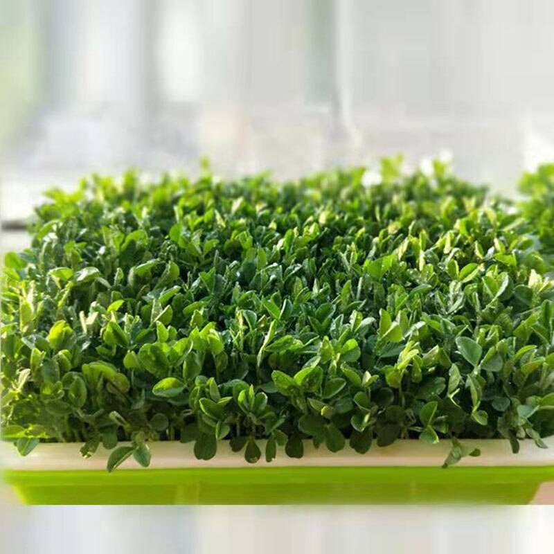 Soil Free Big Capacity Seed Sprouter Tray