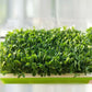 Soil Free Big Capacity Seed Sprouter Tray